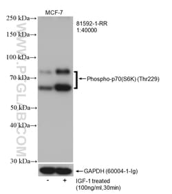 Phospho-p70(S6K) (Thr229) Rabbit Recombinant Antibody, Proteintech Unconjugated;