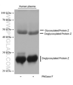 Protein Z Mouse Monoclonal Antibody, Proteintech Unconjugated; 150 &mu;L:Antibodies,