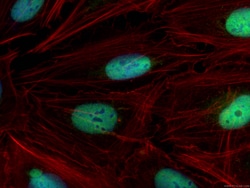 QRICH1 Rabbit Polyclonal Antibody, Proteintech 150 &mu;L | Buy Online | Proteintech | Fisher Scientific