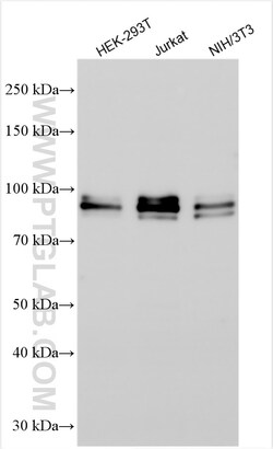 QRICH1 Rabbit Polyclonal Antibody, Proteintech 150 &mu;L | Buy Online | Proteintech | Fisher Scientific
