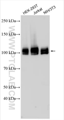 QRICH1 Rabbit Polyclonal Antibody, Proteintech 150 &mu;L | Buy Online | Proteintech | Fisher Scientific
