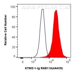 RAB11A Mouse Monoclonal Antibody, Proteintech Unconjugated; 20 &mu;L:Antibodies,
