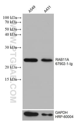 RAB11A Mouse Monoclonal Antibody, Proteintech Unconjugated; 20 &mu;L:Antibodies,