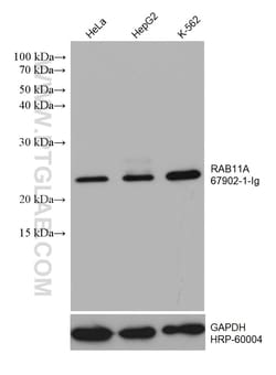 RAB11A Mouse Monoclonal Antibody, Proteintech Unconjugated; 20 &mu;L:Antibodies,