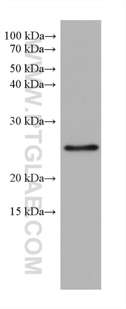 RAB11A Mouse Monoclonal Antibody, Proteintech Unconjugated; 20 &mu;L:Antibodies,