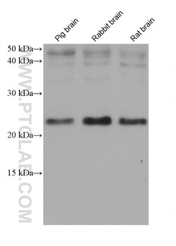 RAB11A Mouse Monoclonal Antibody, Proteintech Unconjugated; 20 &mu;L:Antibodies,