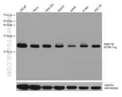 RAB11B Mouse Monoclonal Antibody, Proteintech