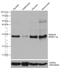 RAB33A Mouse Monoclonal Antibody, Proteintech Unconjugated; 150 &mu;L:Antibodies,
