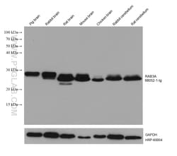 RAB3A Mouse Monoclonal Antibody, Proteintech Unconjugated; 150 &mu;L:Antibodies,