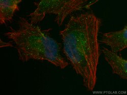 CoraLite Plus 488-conjugated RAB5A Mouse Monoclonal Antibody, Proteintech