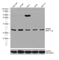 RAB9B Mouse Monoclonal Antibody, Proteintech Unconjugated; 20 &mu;L:Antibodies,