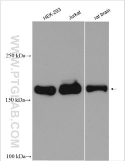 RALGAPB Rabbit anti-Human, Rat, Mouse, Polyclonal, Proteintech:Antibodies:Primary