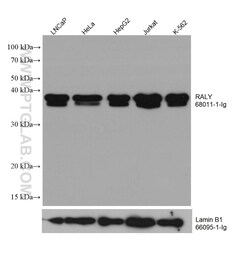 RALY Mouse Monoclonal Antibody, Proteintech Unconjugated; 20 &mu;L:Antibodies,