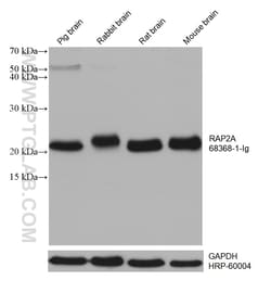 RAP2A Mouse Monoclonal Antibody, Proteintech Unconjugated; 20 &mu;L:Antibodies,
