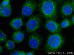 CoraLite Plus 488-conjugated RASEF Mouse Monoclonal Antibody, Proteintech