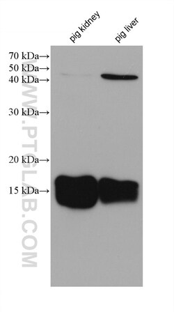 RBP5 Mouse Monoclonal Antibody, Proteintech Unconjugated; 150 &mu;L:Antibodies,