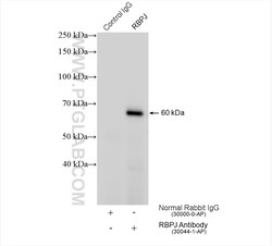 RBPJ Rabbit Polyclonal Antibody, Proteintech Unconjugated; 150 &mu;L:Antibodies,