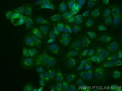 CoraLite Plus 488-conjugated RCAS1 Mouse Monoclonal Antibody, Proteintech:Antibodies:Primary