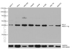 RCL1 Mouse Monoclonal Antibody, Proteintech 150 &mu;L | Buy Online | Proteintech | Fisher Scientific