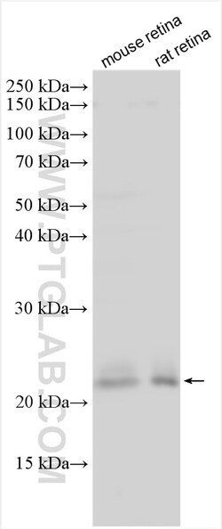 RD3 Rabbit Polyclonal Antibody, Proteintech Unconjugated; 20 &mu;L:Antibodies,