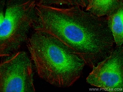 REEP5 Mouse Monoclonal Antibody, Proteintech Unconjugated; 20 &mu;L:Antibodies,