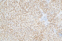 REEP5 Mouse Monoclonal Antibody, Proteintech Unconjugated; 20 &mu;L:Antibodies,