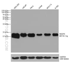 REEP5 Mouse Monoclonal Antibody, Proteintech Unconjugated; 20 &mu;L:Antibodies,