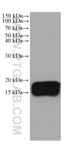 REEP5 Mouse Monoclonal Antibody, Proteintech Unconjugated; 20 &mu;L:Antibodies,