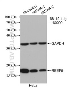 REEP5 Mouse Monoclonal Antibody, Proteintech Unconjugated; 20 &mu;L:Antibodies,