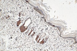 RELL1 Rabbit Polyclonal Antibody, Proteintech:Antibodies:Primary Antibodies