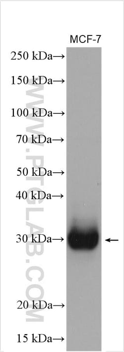 RELL1 Rabbit Polyclonal Antibody, Proteintech:Antibodies:Primary Antibodies