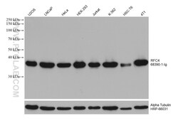 RFC4 Mouse Monoclonal Antibody, Proteintech:Antibodies:Primary Antibodies