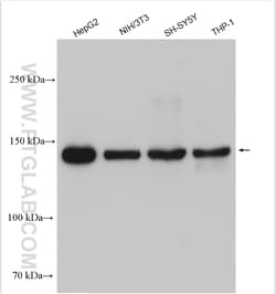 RGS12 Rabbit Polyclonal Antibody, Proteintech Unconjugated; 20 &mu;L:Antibodies,