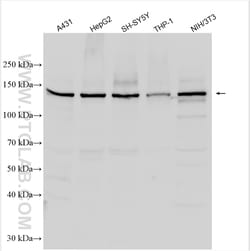 RGS12 Rabbit Polyclonal Antibody, Proteintech Unconjugated; 20 &mu;L:Antibodies,