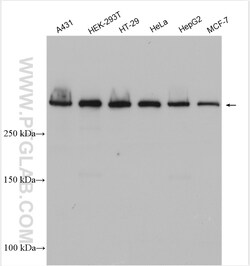 RIF1 Rabbit Polyclonal Antibody, Proteintech
