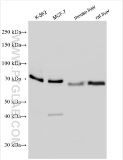 RIPK1 Rabbit Polyclonal Antibody, Proteintech Unconjugated; 150 &mu;L:Antibodies,