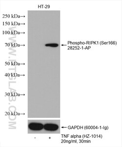 Phospho-RIPK1 (Ser166) Rabbit Polyclonal Antibody, Proteintech:Antibodies:Primary