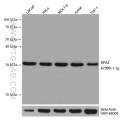 RPA2 Mouse Monoclonal Antibody, Proteintech:Antibodies:Primary Antibodies