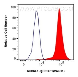 RPAP1 Mouse Monoclonal Antibody, Proteintech Unconjugated; 150 &mu;L:Antibodies,