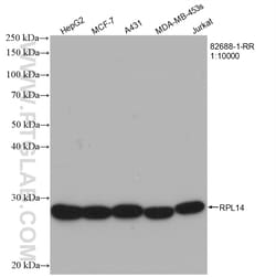 RPL14 Rabbit Recombinant Antibody, Proteintech:Antibodies:Primary Antibodies