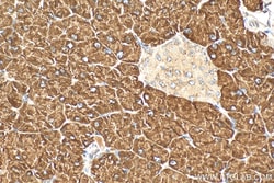 RPL34 Rabbit Polyclonal Antibody, Proteintech Unconjugated; 150 &mu;L:Antibodies,