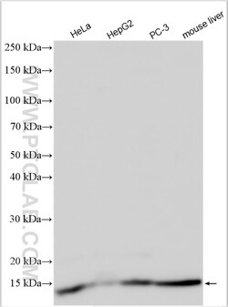 RPL34 Rabbit Polyclonal Antibody, Proteintech Unconjugated; 150 &mu;L:Antibodies,