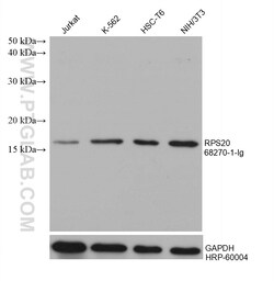 RPS20 Mouse Monoclonal Antibody, Proteintech Unconjugated; 150 &mu;L:Antibodies,