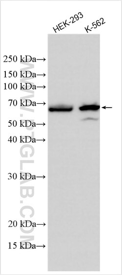 RSL1D1 Rabbit Polyclonal Antibody, Proteintech:Antibodies:Primary Antibodies