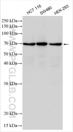 RSL1D1 Rabbit Polyclonal Antibody, Proteintech:Antibodies:Primary Antibodies