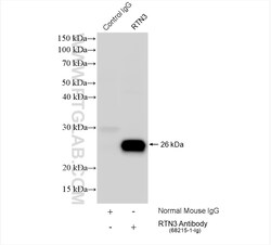 RTN3 Mouse Monoclonal Antibody, Proteintech Unconjugated; 150 &mu;L:Antibodies,