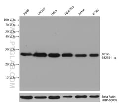 RTN3 Mouse Monoclonal Antibody, Proteintech Unconjugated; 150 &mu;L:Antibodies,