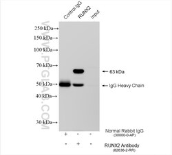 RUNX2 Rabbit Recombinant Antibody, Proteintech:Antibodies:Primary Antibodies