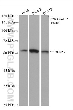 RUNX2 Rabbit Recombinant Antibody, Proteintech:Antibodies:Primary Antibodies