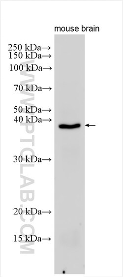 Rad51D Rabbit Polyclonal Antibody, Proteintech:Antibodies:Primary Antibodies
